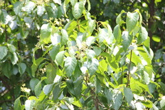 Apodytes dimidiata var. acutifolia